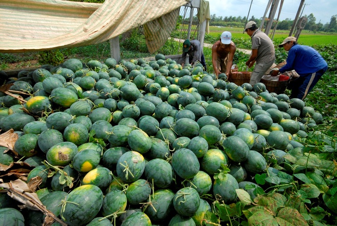 Các loại nông sản được xuất khẩu nhiều sang Trung Quốc