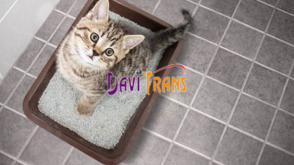 Thủ tục nhập khẩu cát vệ sinh chó mèo chi tiết tại Davitrans